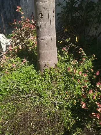 Limpieza de Jardín y Desmalezado en Saavedra - imagen 7
