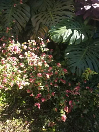 Limpieza de Jardín y Desmalezado en Saavedra - imagen 9