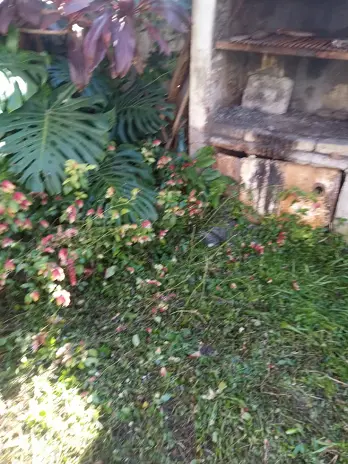 Limpieza de Jardín y Desmalezado en Saavedra - imagen 10