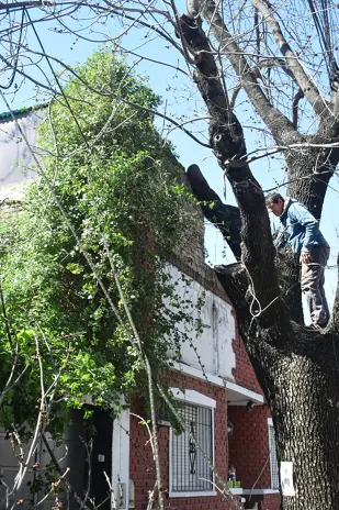 ¿Necesitás podar un árbol? Servicio de poda en Buenos Aires - imagen 2