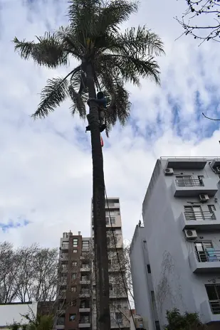 ¿Necesitás podar un árbol? Servicio de poda en Buenos Aires - imagen 3