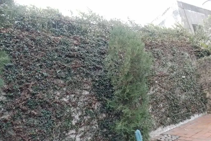 Poda y Corte de Cerco en Villa Ballester - imagen 3
