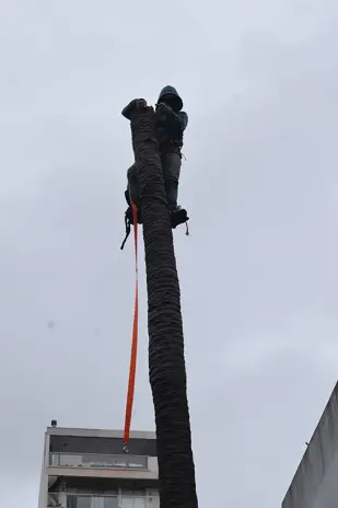 ¿Necesitás podar un árbol? Servicio de poda en Buenos Aires - imagen 7
