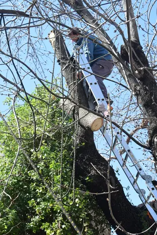 ¿Necesitás podar un árbol? Servicio de poda en Buenos Aires - imagen 8
