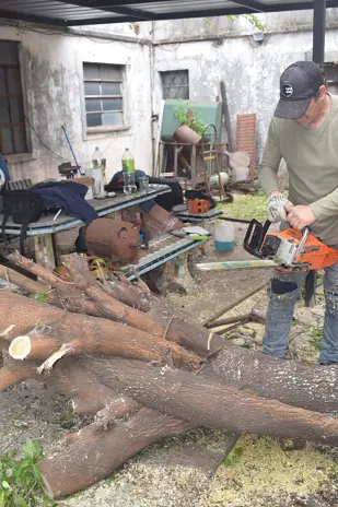 ¿Necesitás podar un árbol? Servicio de poda en Buenos Aires - imagen 9