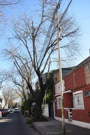 ¿Necesitás podar un árbol? Servicio de poda en Buenos Aires - imagen 10