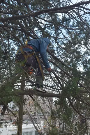 ¿Necesitás podar un árbol? Servicio de poda en Buenos Aires - imagen 11