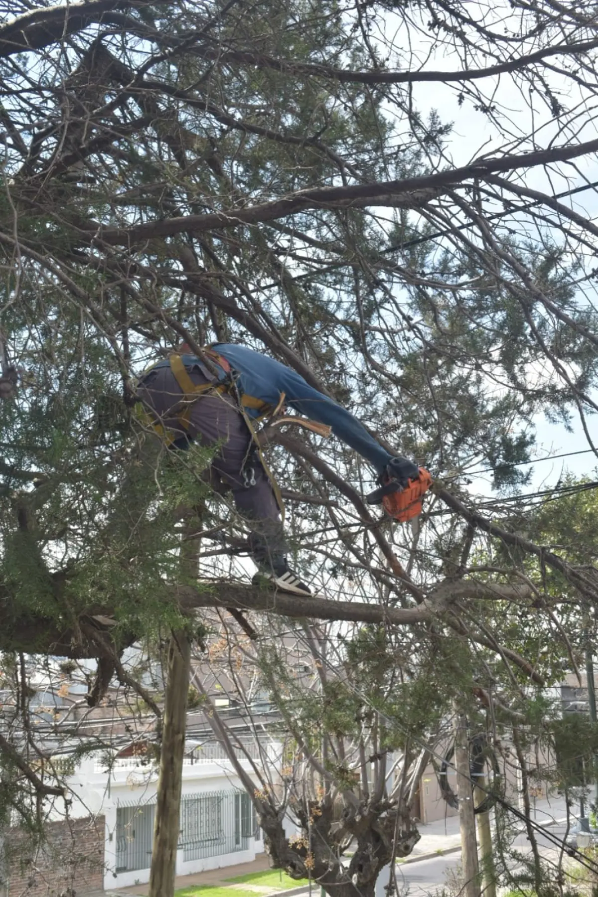 ¿Necesitás podar un árbol? Servicio de poda en Buenos Aires