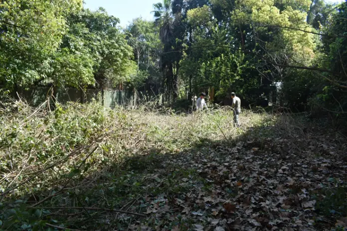 ¿Necesitás limpiar un terreno? Servicio de desmalezado y limpieza en Buenos Aires - imagen 2