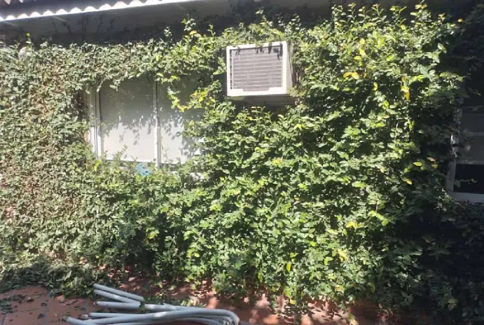 Poda y Corte de Cerco en Villa Ballester - imagen 8