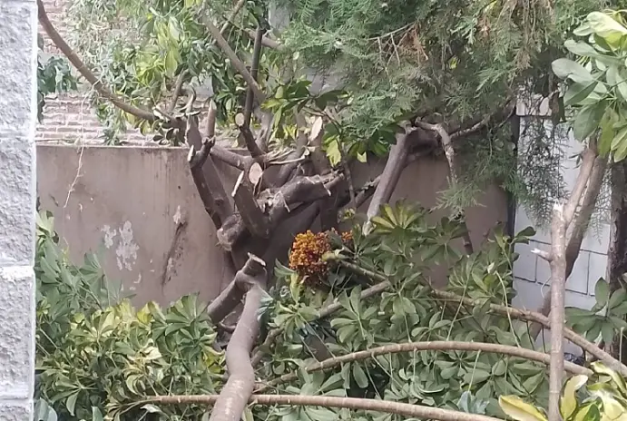 Poda y Corte de Cerco en Villa Ballester - imagen 9