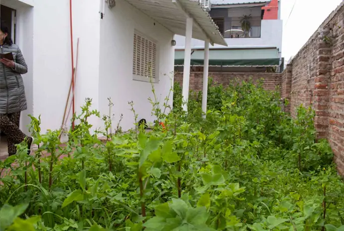 Servicio de Desmalezado de Terreno en San Martín - San Andrés - imagen 1