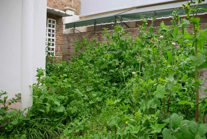 Servicio de Desmalezado de Terreno en San Martín - San Andrés - imagen 2
