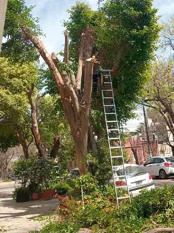Servicio de Poda de Altura en CABA - imagen 3
