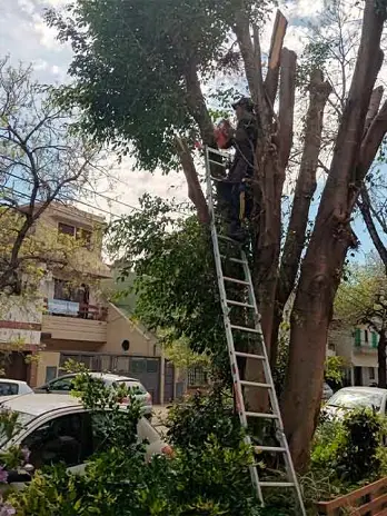 Servicio de Poda de Altura en CABA - imagen 7